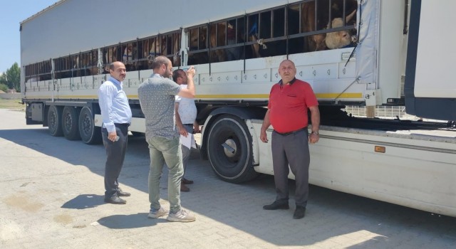 Doğudan batı illerine kurbanlık sevkiyatı başladı