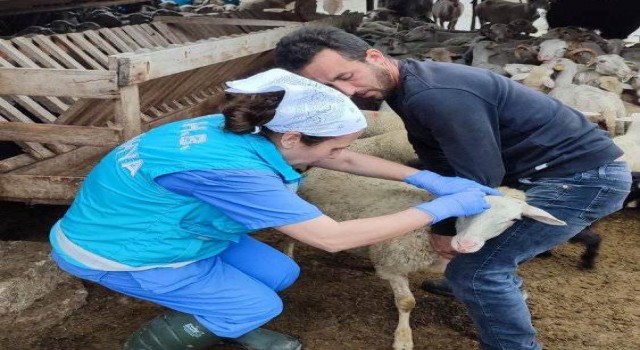 Domaniçte küçükbaş hayvanlara veba ve brucella aşısı ile küpeleme uygulaması