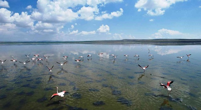Düden Gölündeki flamingolardan görsel şölen