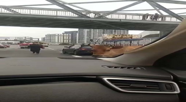 E-5 Karayoluna çıkan inekler trafiği karıştırdı
