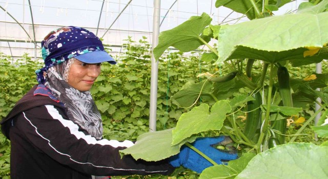 Elazığda 45 derece altında salatalık hasadı