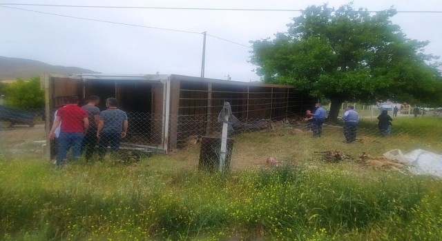Elazığda hayvan yüklü tır yan yattı, 170 hayvan telef oldu