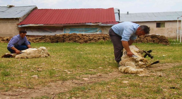 Elazığda koyun kırkma mesaisi başladı