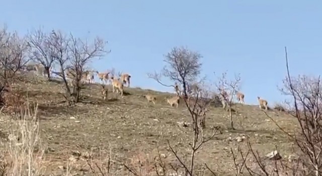 Elazığda yaban keçi sürüsü görüntülendi