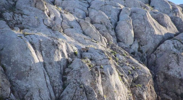 Elazığda yavru yaban keçisi görüldü