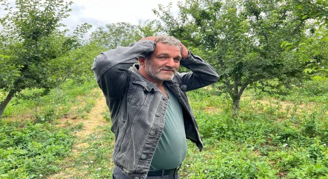 Erik tarlası soyulan çiftçiden hırsıza mesaj: İşçilik güzel kendisiyle çay içmek istiyorum