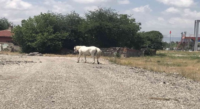 Eskişehirde başıboş at sorununa çözüm bulunamıyor