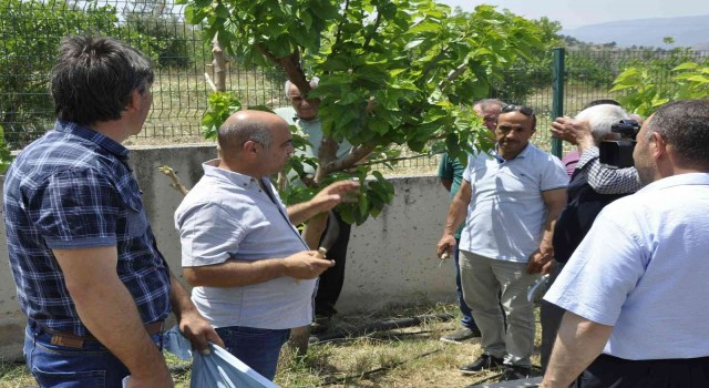 Eskişehirde ipekböcekçiliği yaygınlaşıyor