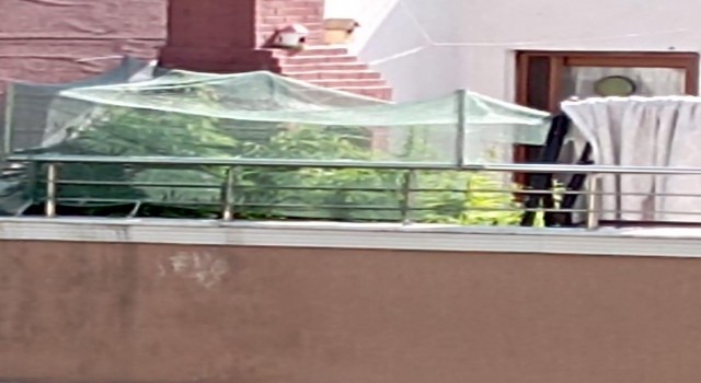 Evinin terasını uyuşturucu tarlasına çevirdi, polis operasyonuyla yakalandı