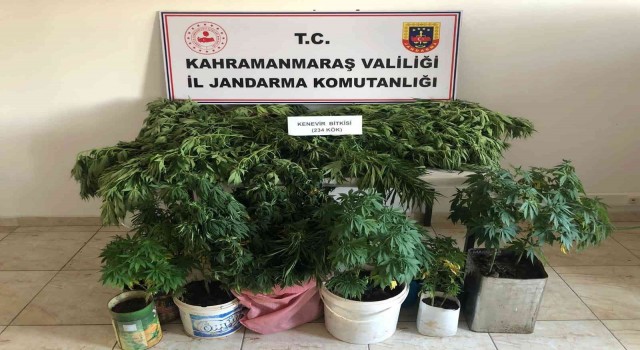 Evlerinde kenevir yetiştirirken yakalandılar