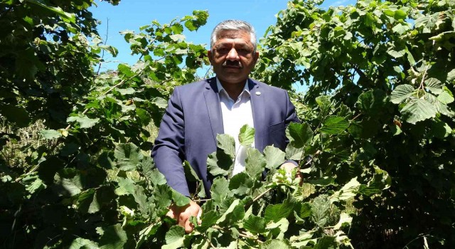 Fındıkta erken hasat uyarısı