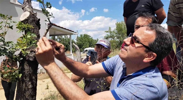 Fıstık kenti olma yolunda ilerleyen Karabükte sakız ağaçları aşılanmaya başladı