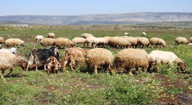 Gaziantepte kurbanlık fiyatları belli oldu