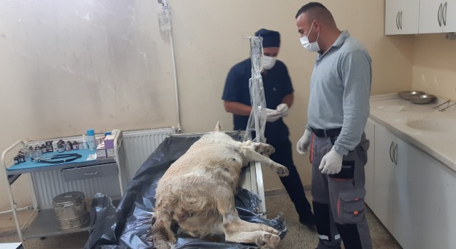 Gebe köpek için belediye ekipleri seferber oldu