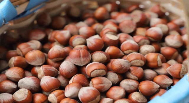 Giresun Tombul fındığı Türkiyeden sonra AB tarafından da tescillendi