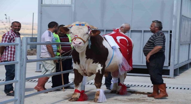 Gölbaşının en güzel kurbanlıkları seçilecek