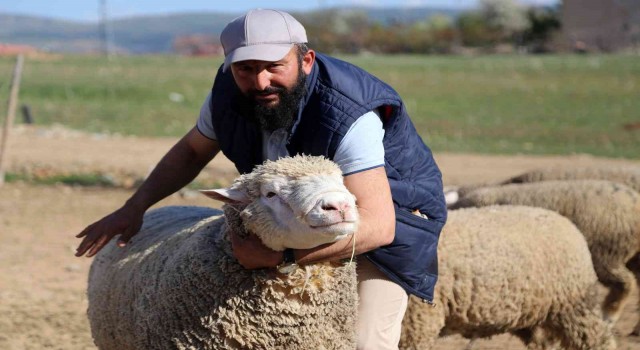 Gümüşhanede ‘Ile de France ırkı koyunlar üreticinin yüzünü güldürüyor