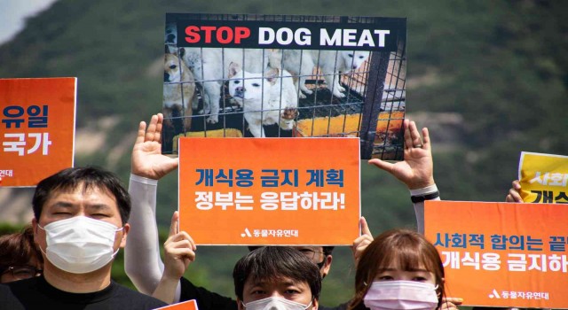 Güney Kore First Ladysi Kim, ülkedeki köpek eti tüketimini eleştirdi