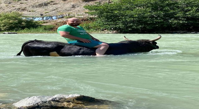 Güreşlere hazırladığı 600 kilogramlık boğasını Çoruh nehrinde yıkıyor