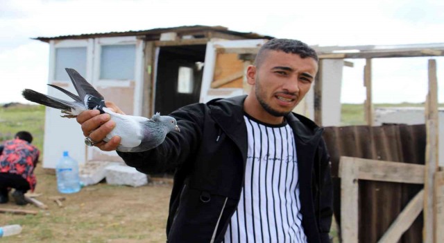 Güvercinleri çaldılar, suçu tilkiye attılar