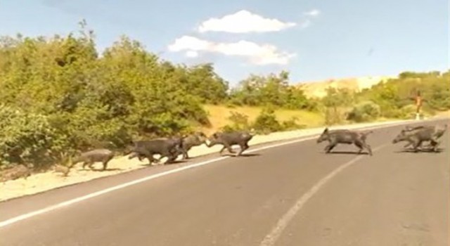 Hakkari dağları yaban hayvanlarıyla renklendi