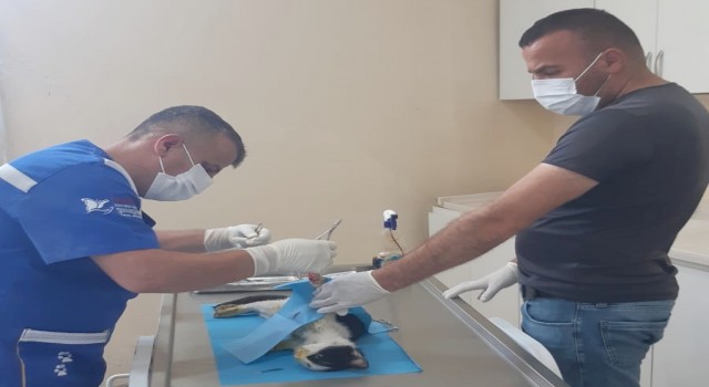 Hakkaride kediye amputasyon ameliyatı