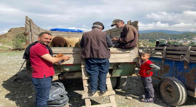 Hanönüde kurbanlık hayvan pazarı açıldı
