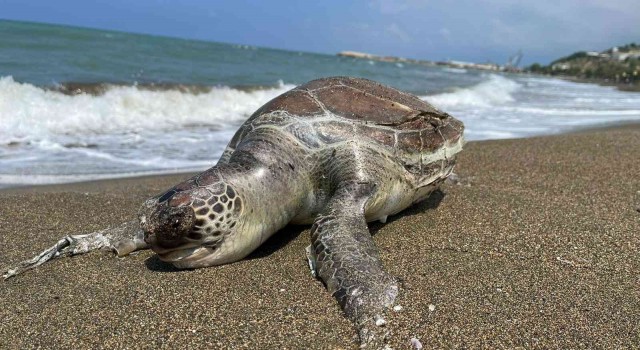 Hatayda ölü caretta caretta sahile vurdu