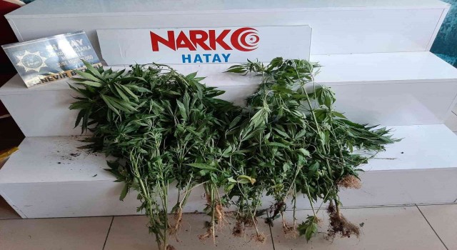 Hatayda uyuşturucu operasyonu