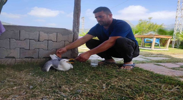 Hatayda yaralı gümüş martıya vatandaş şefkati
