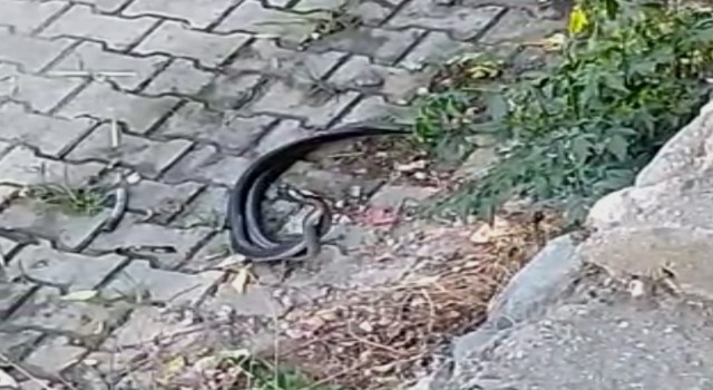 Hatayda yılanların dansı