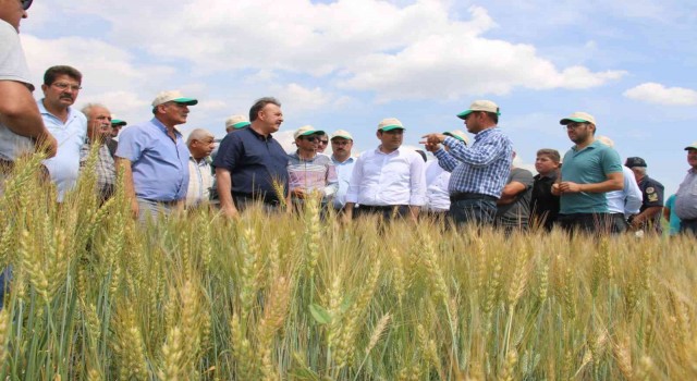 Hüyükte deneme üretimi yapılan Taner tohumu tanıtıldı