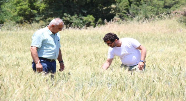 İbradıda dağıtılan ata tohumları hasada hazır
