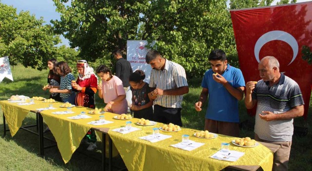 Iğdırda ‘2022 kayısı tanıtım ve hasat günleri başladı