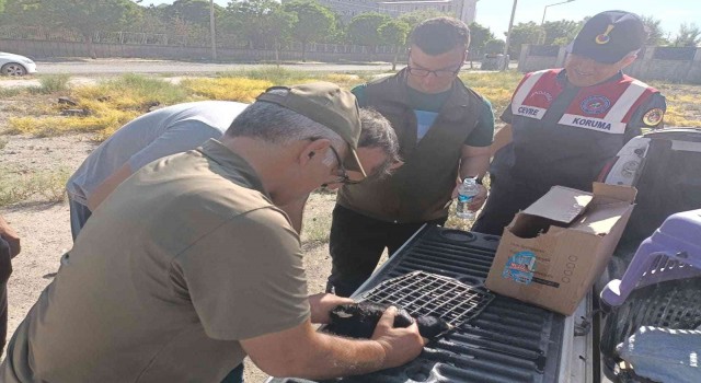 Iğdırda ayağı ipe dolanan karga kurtarıldı