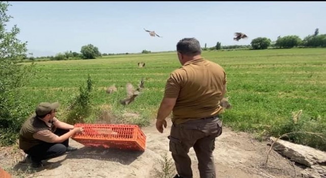 Iğdırda doğaya 175 adet kınalı keklik bırakıldı