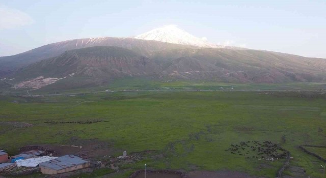 Iğdırda yeşeren meralar koyun sürüleriyle şenlendi