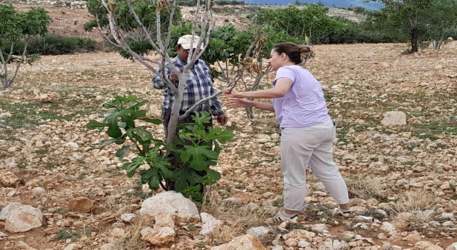 İncir ağaçlarında teke böceği alarmı