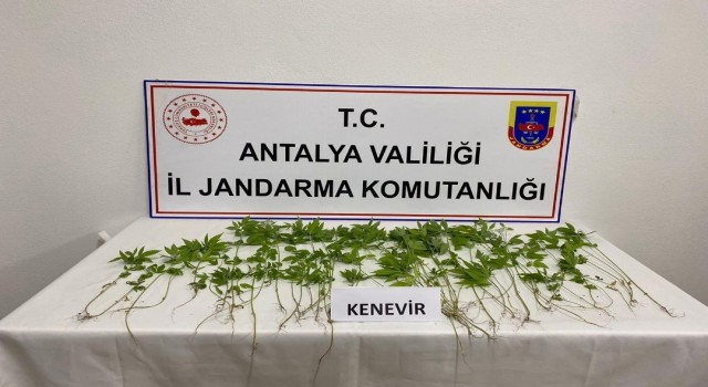 İş yerinin yatakhanesinde kenevir yetiştiren şüpheli yakalandı