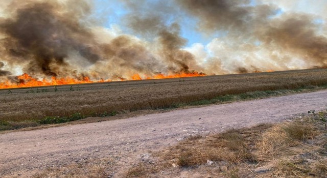 İstanbul - Tekirdağ sınırında korkutan yangın: 500 dönüm buğday 15 dakikada küle döndü