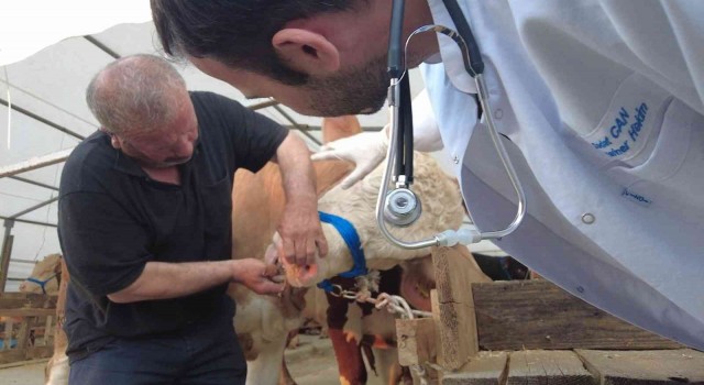 İstanbula ilk kurbanlıklar Sultanbeyliden giriş yaptı