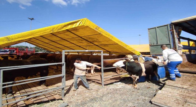 İstanbula kurbanlıklar pazara geldi, ilk günden çetin pazarlıklar yapıldı