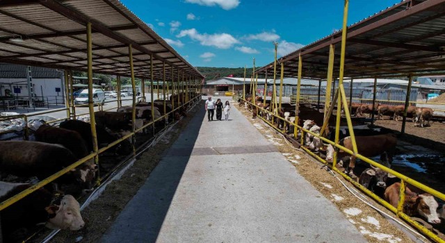 İstanbulda Kurban Bayramı için çadırlar kuruluyor