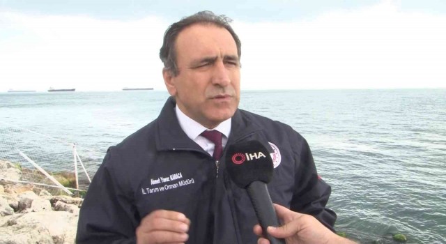 İstanbulda Marmara Denizinde ‘Pusula Deniz Anası tehlikesi