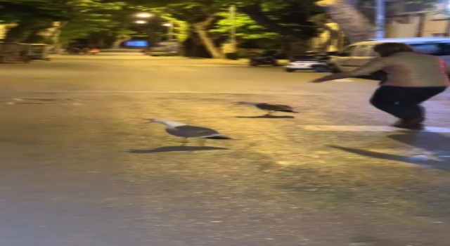 İstanbulda martılar kavga etti vatandaşlar ayırmaya çalıştı