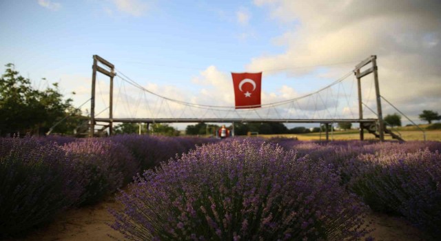 İstanbulun yanı başındaki Tekirdağda mor günler başladı