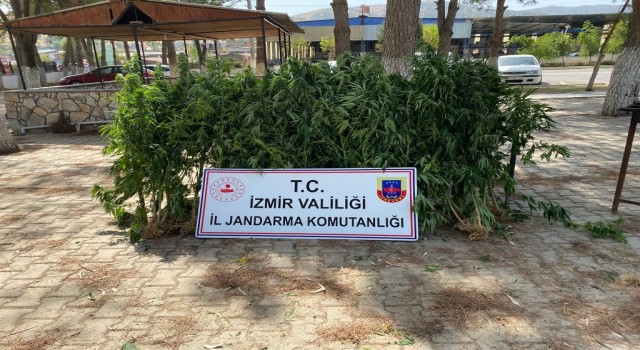 İzmirde 8 ilçede jandarmadan uyuşturucu operasyonu