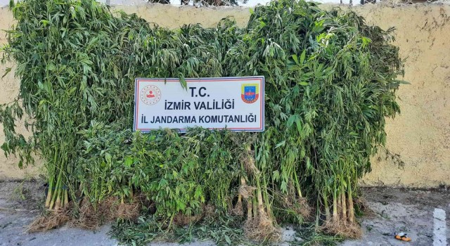 İzmirde jandarmadan kenevir operasyonu: 2 tutuklama