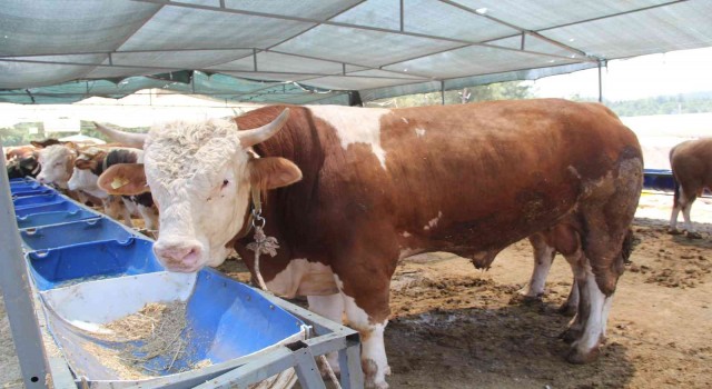 İzmirde kurban pazarı hareketliliği başladı