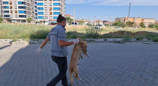 İzmirde zehirlenen kedi ve köpekler telef oldu